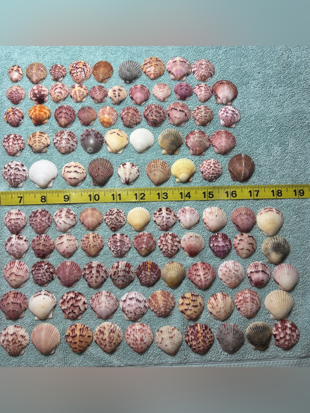 100 - Sanibel Island Scallop Seashell Collection - Small Size 3/4” - 1 1/4”.